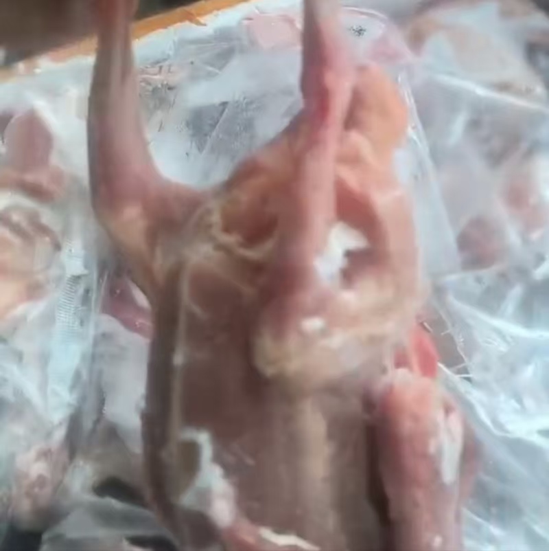 鸽子有货