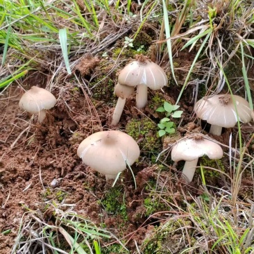 野生鸡枞菌