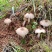 野生鸡枞菌