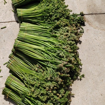 新鲜蕨菜