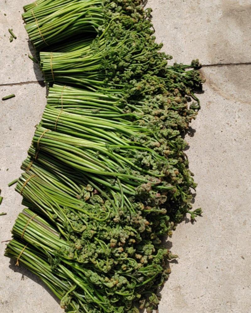 新鲜蕨菜