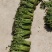新鲜蕨菜