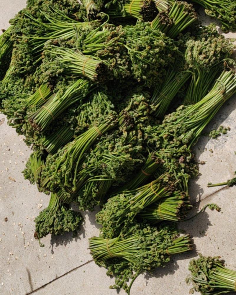 新鲜蕨菜
