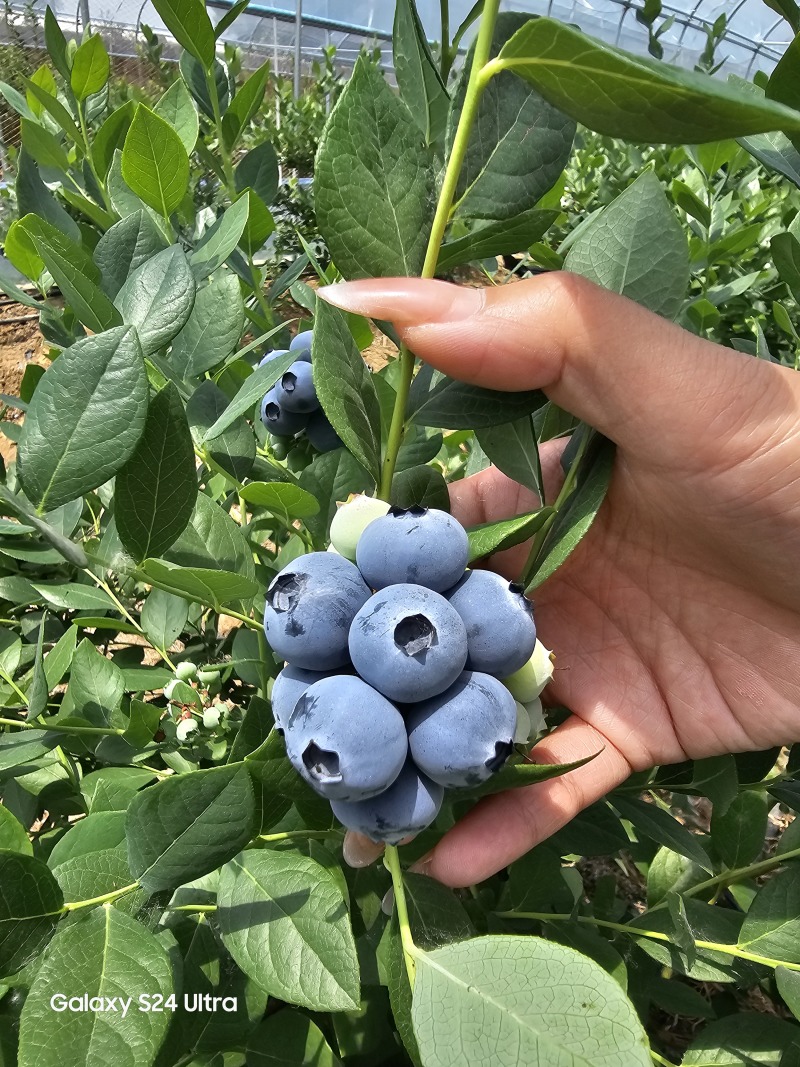 山东临沭陆地冷棚蓝莓