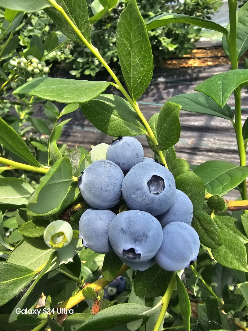 山东临沭陆地冷棚蓝莓