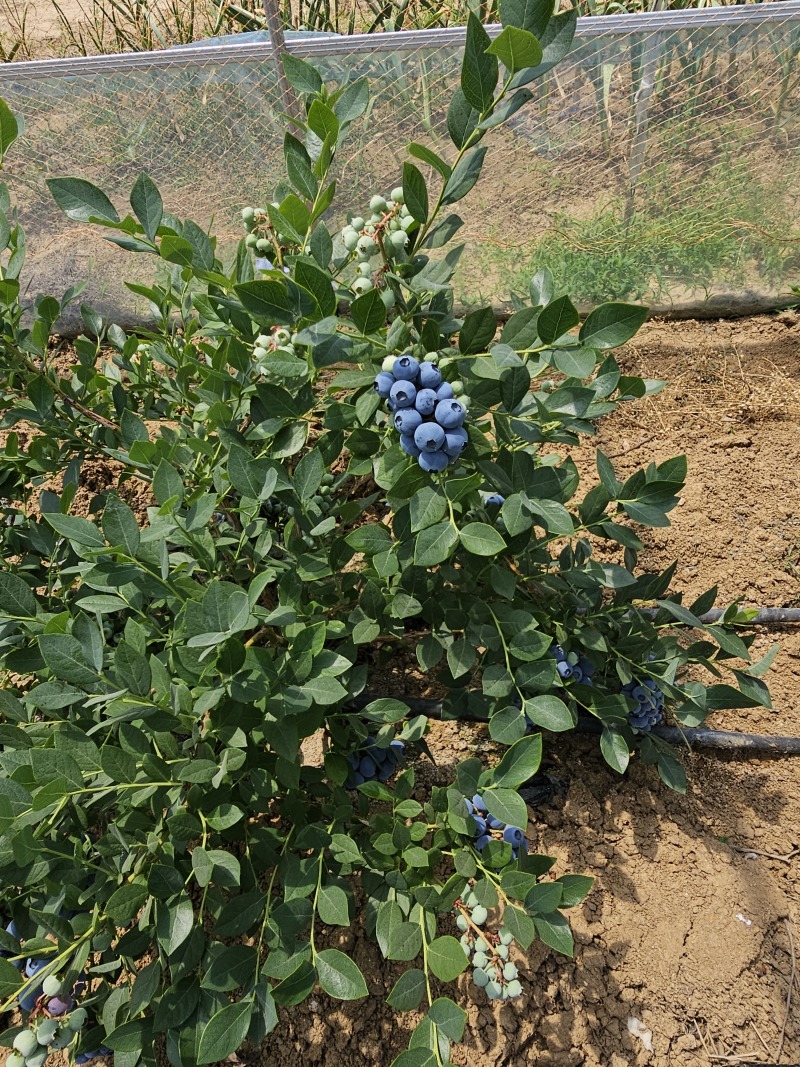 山东临沭陆地冷棚蓝莓