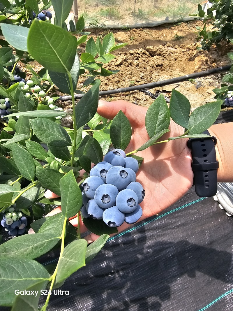 山东临沭陆地冷棚蓝莓