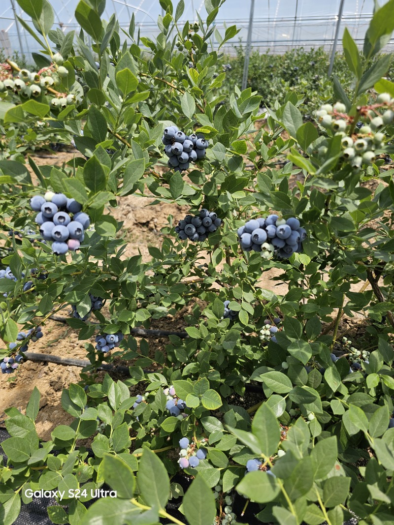 山东临沭陆地冷棚蓝莓