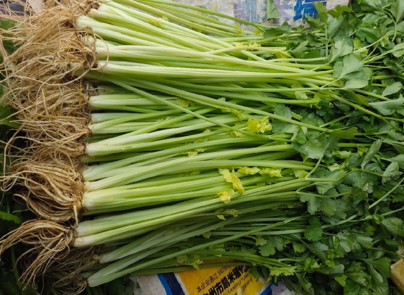 小香芹