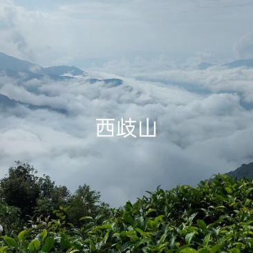 云南普洱墨江西歧山野生晒红（红茶）
