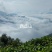 云南普洱墨江西歧山野生晒红（红茶）