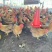 灵山土项，均重3.6斤，武鸣，6字头