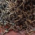 普洱散茶，白茶，苦茶，大叶，紫娟，晒红