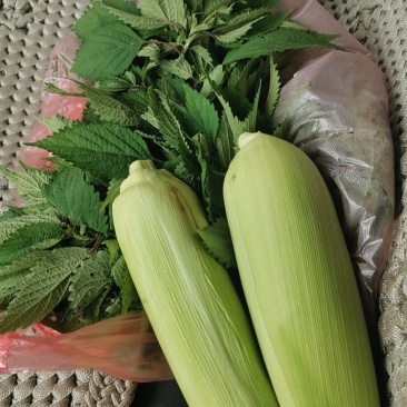 野生地龙骨