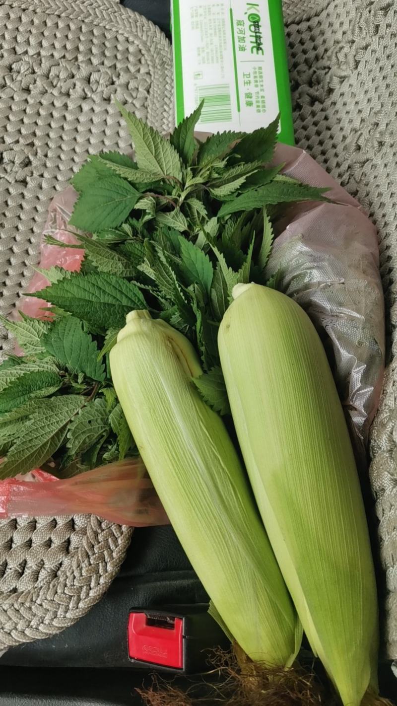 野生地龙骨