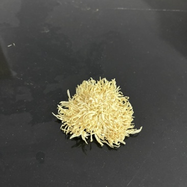 黑龙江齐齐哈尔寒白菊