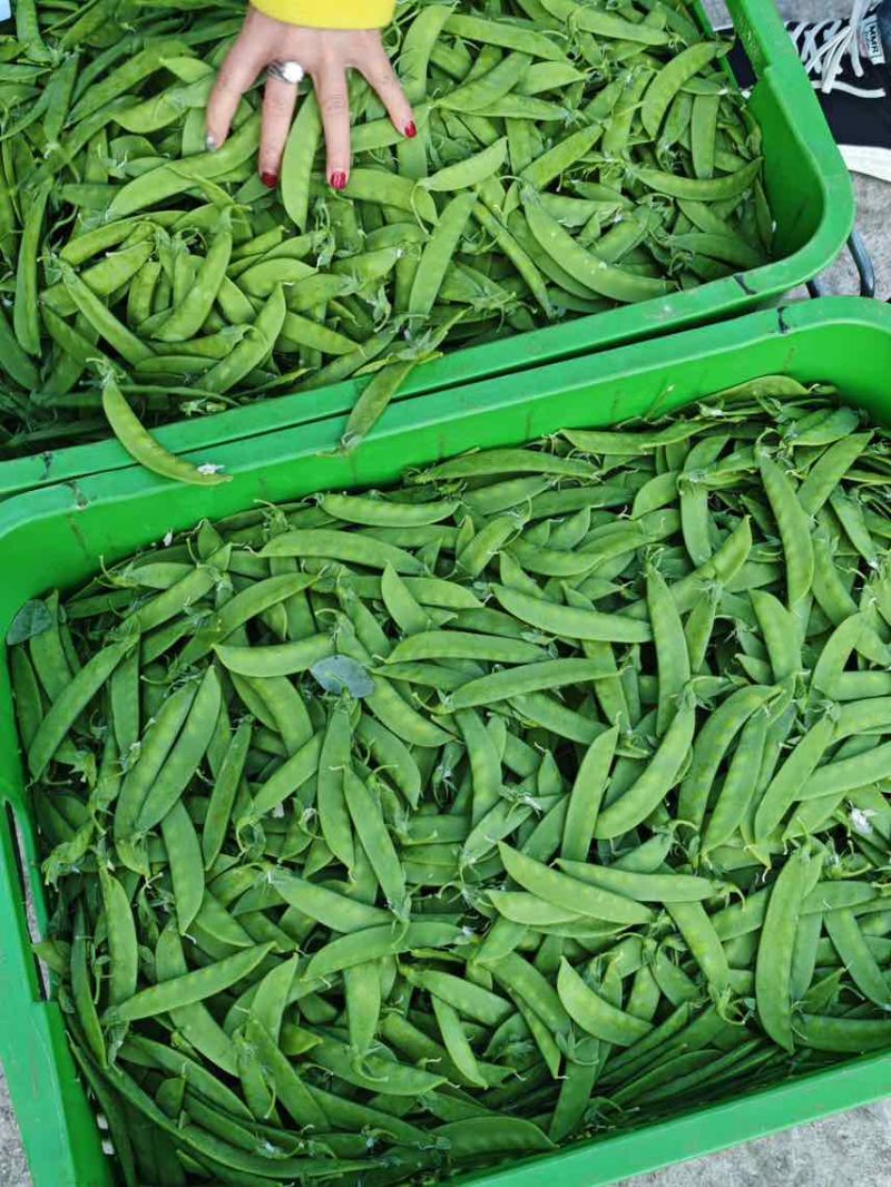 荷兰豆，大量货源充足，全年供应稳定，源头基地，欢迎咨询合作。