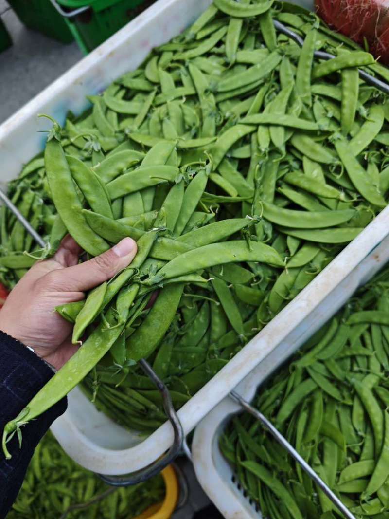 荷兰豆，大量货源充足，全年供应稳定，源头基地，欢迎咨询合作。