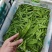 荷兰豆，大量货源充足，全年供应稳定，源头基地，欢迎咨询合作。