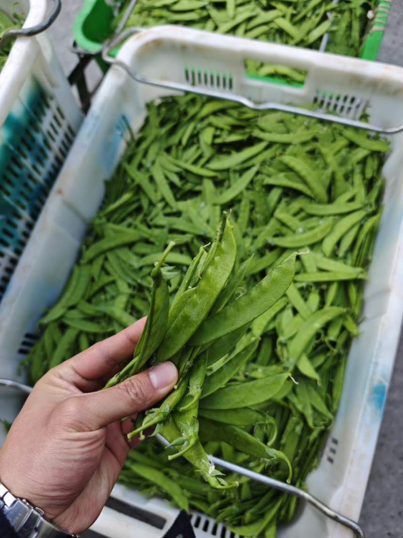 荷兰豆，大量货源充足，全年供应稳定，源头基地，欢迎咨询合作。