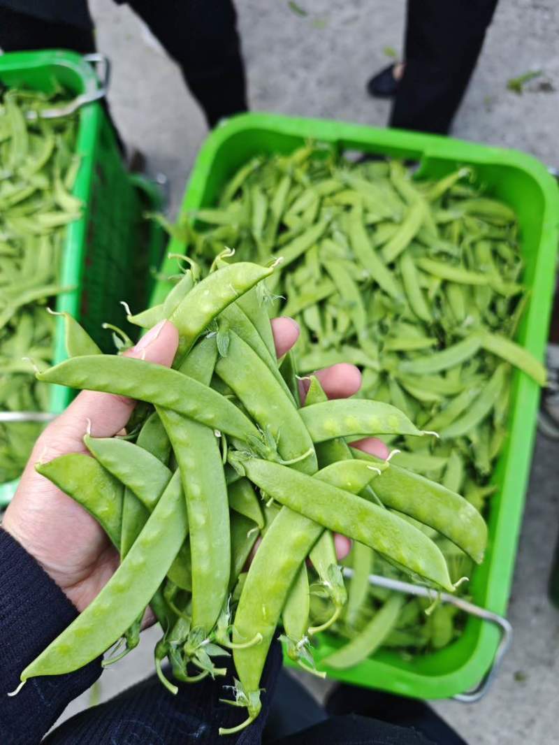 荷兰豆，大量货源充足，全年供应稳定，源头基地，欢迎咨询合作。