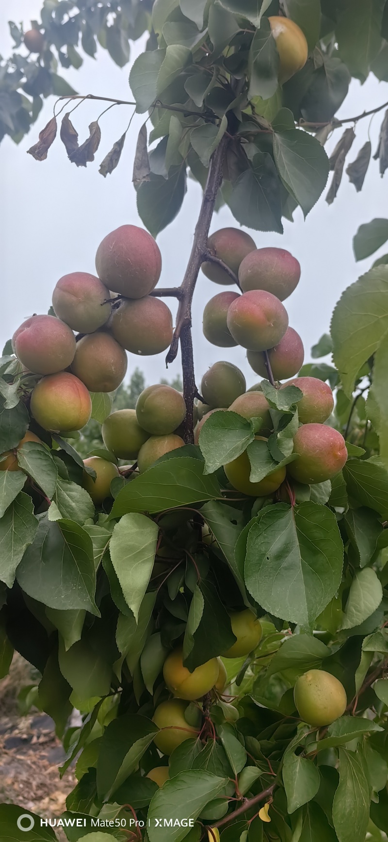 金太阳杏大量上市，物美价廉，手慢无，