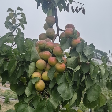金太阳杏大量上市，物美价廉，手慢无，