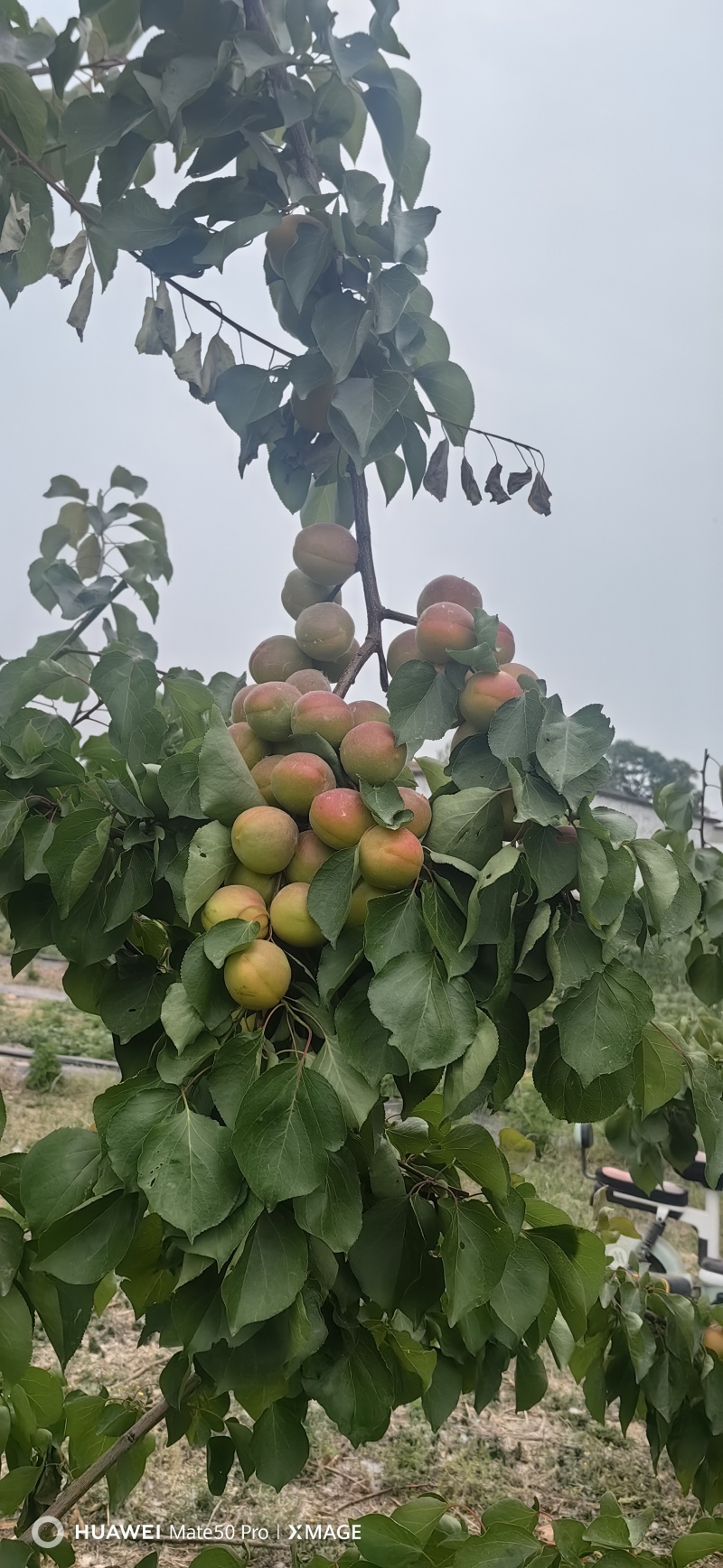 金太阳杏大量上市，物美价廉，手慢无，