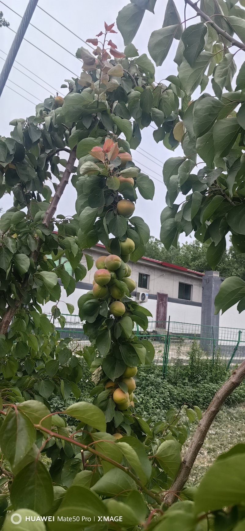 金太阳杏大量上市，物美价廉，手慢无，