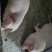 肉猪