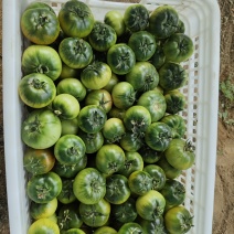草莓番茄