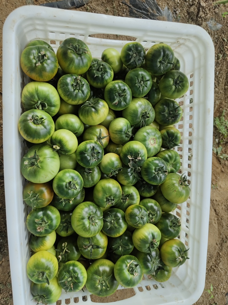 草莓番茄