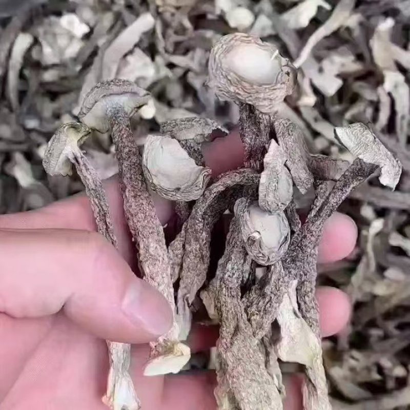 特级品
