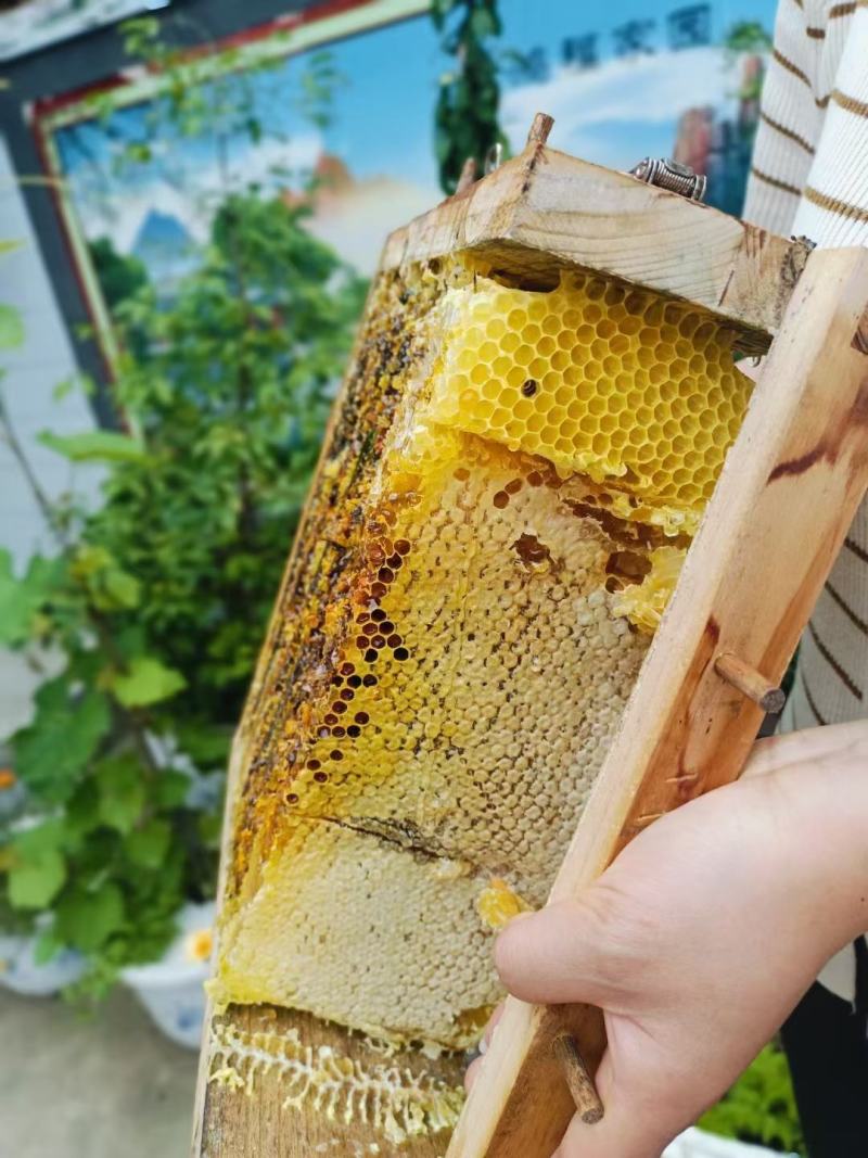 自家养的土蜂蜜