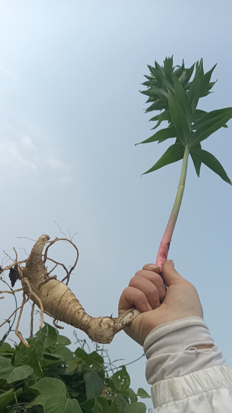 山东野生玉竹