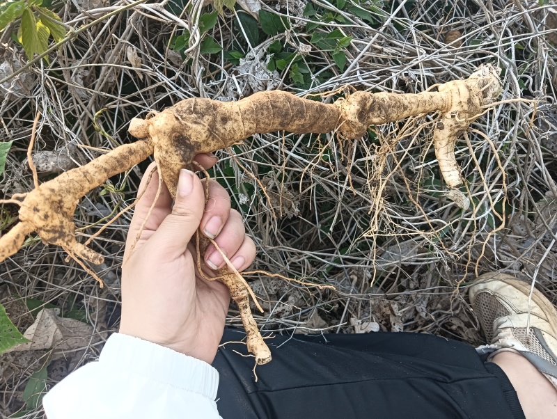 山东野生玉竹