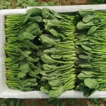 菠菜