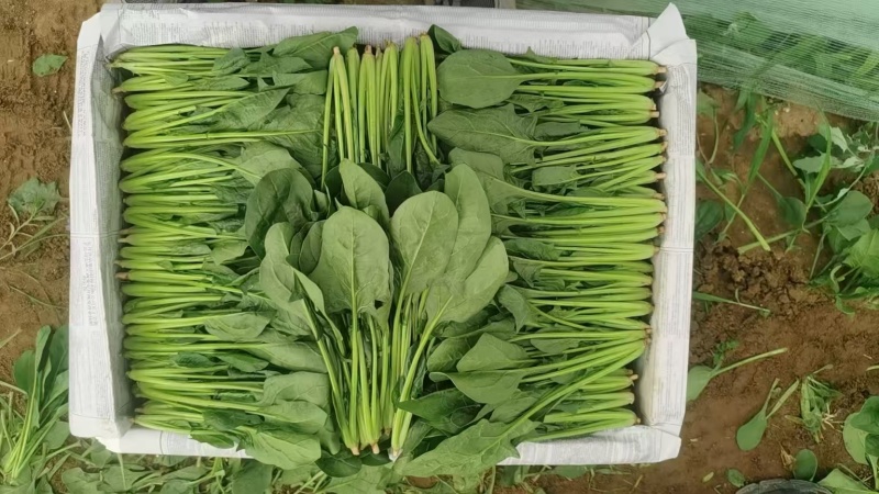 菠菜