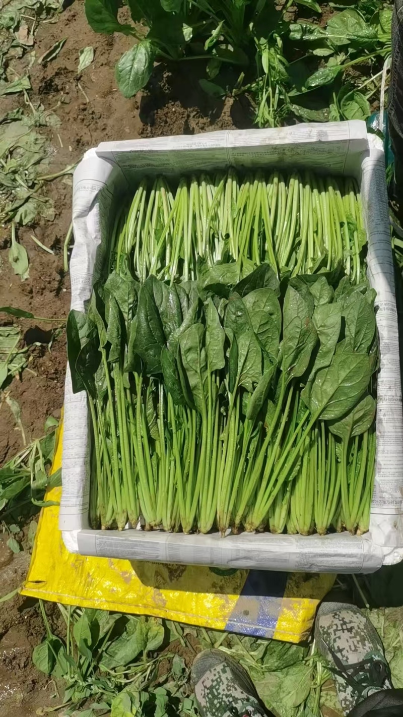 菠菜