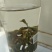 野生古茶