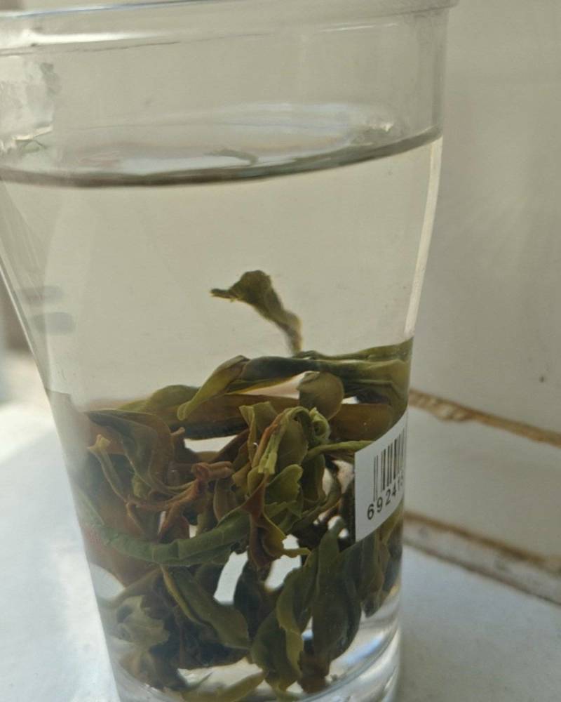 野生古茶