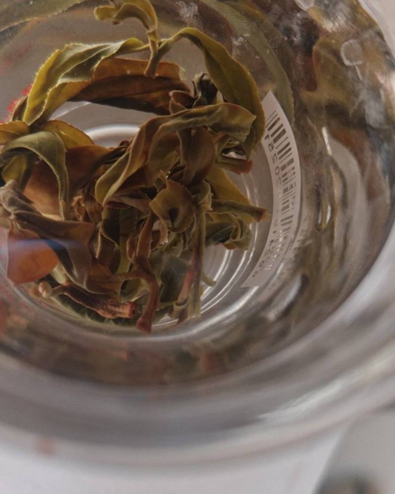 野生古茶