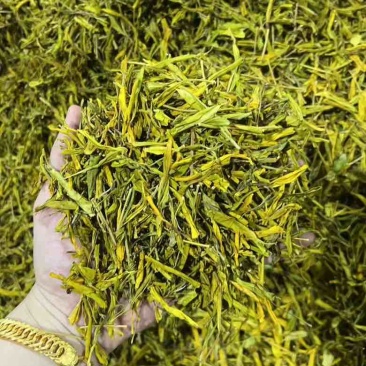 黄金芽批发