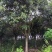 桂花