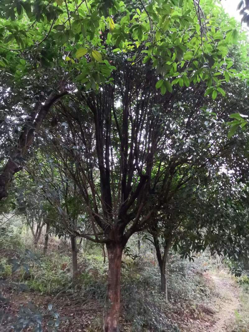 桂花