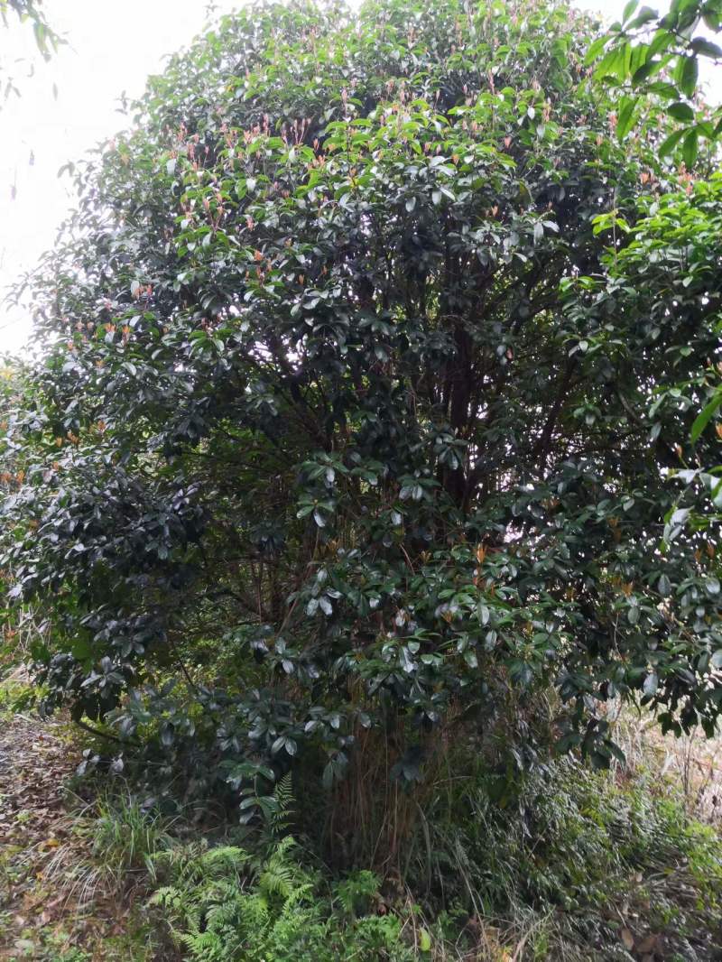 桂花