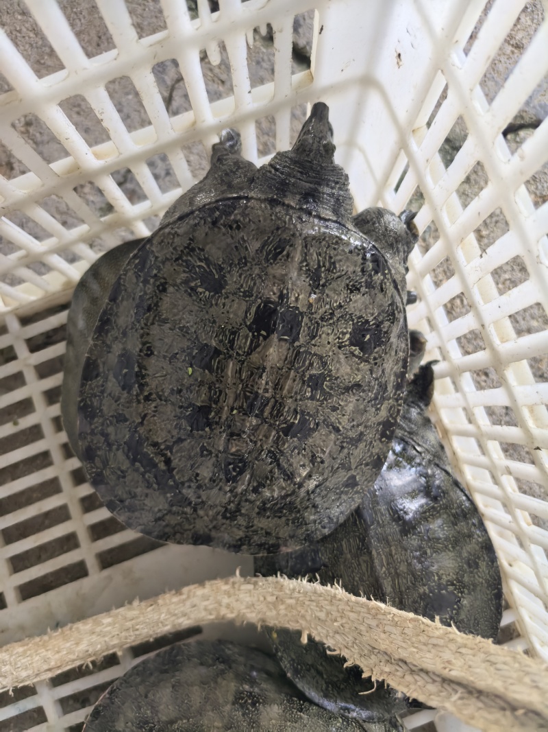 黑花甲鱼