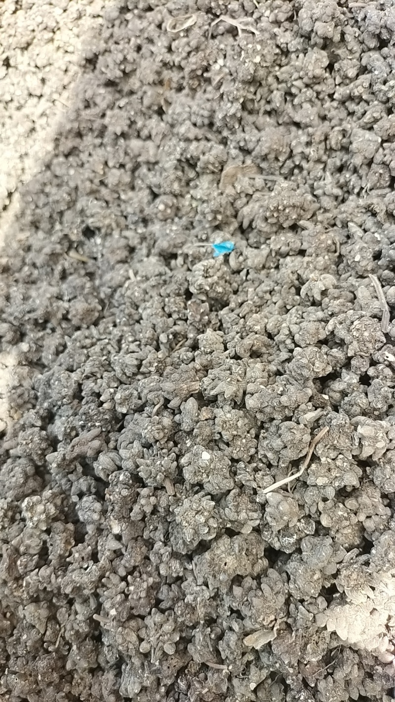 河南淮滨县猫爪草