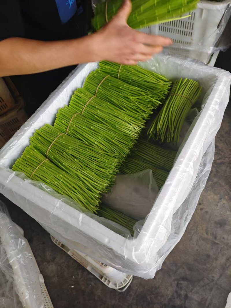 云南高山黎蒿