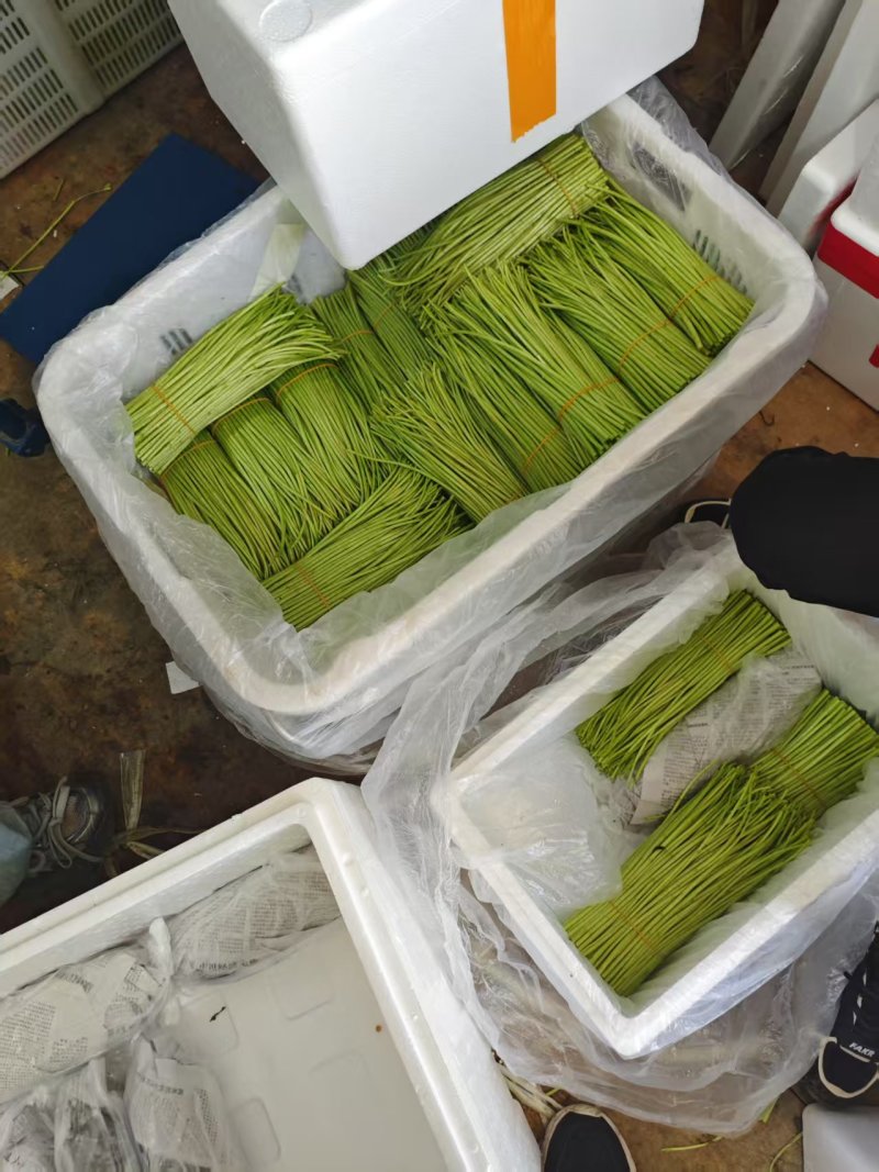 云南高山黎蒿